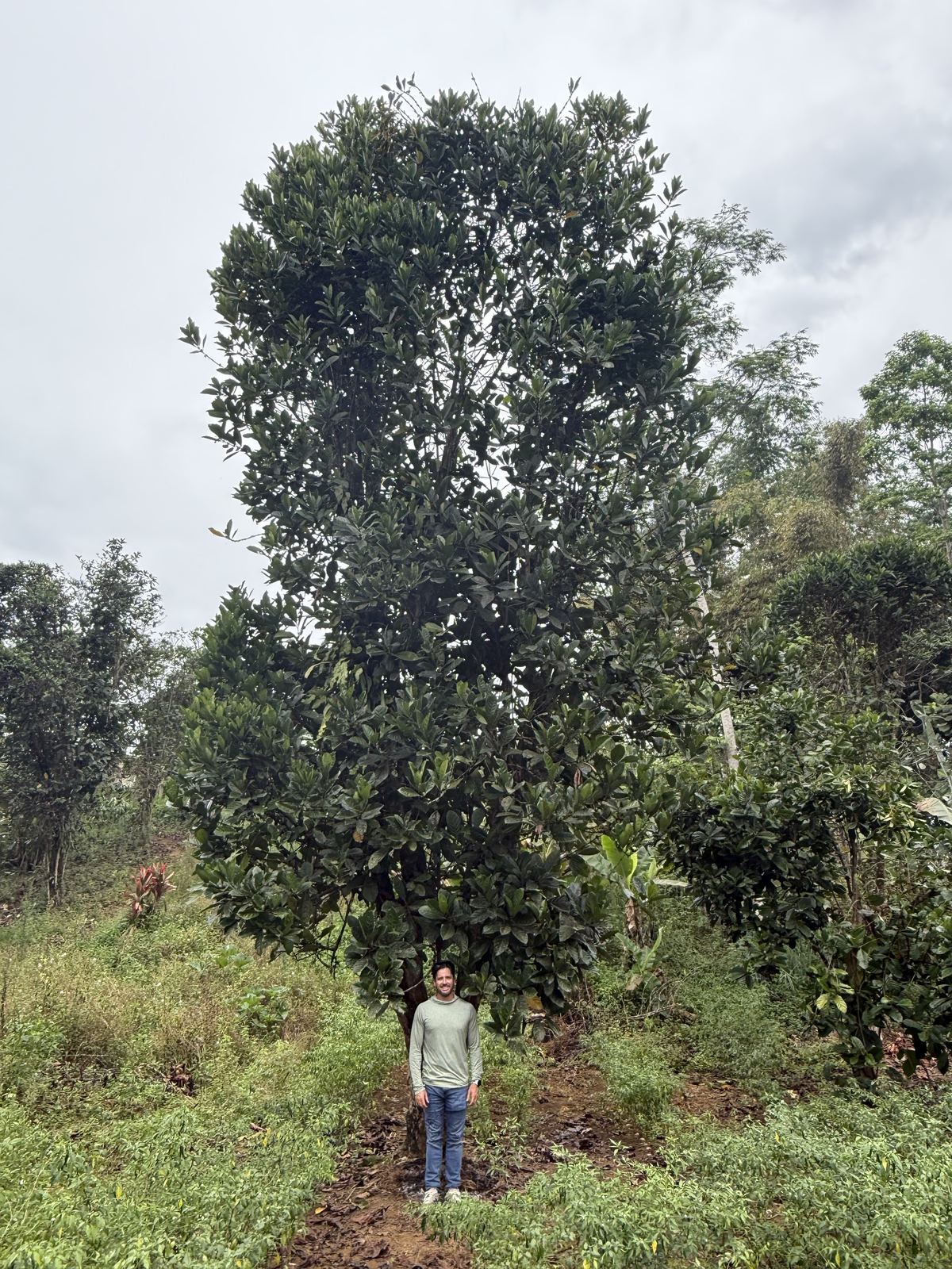 Coffee trees under canopy on the farm