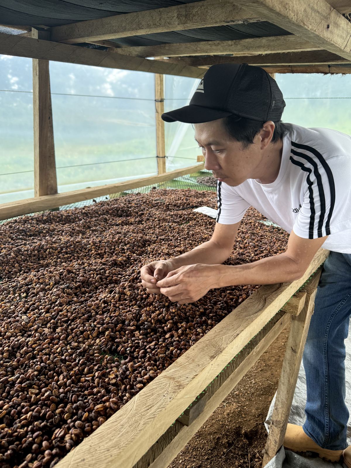 Sorting cherry on the drying bed