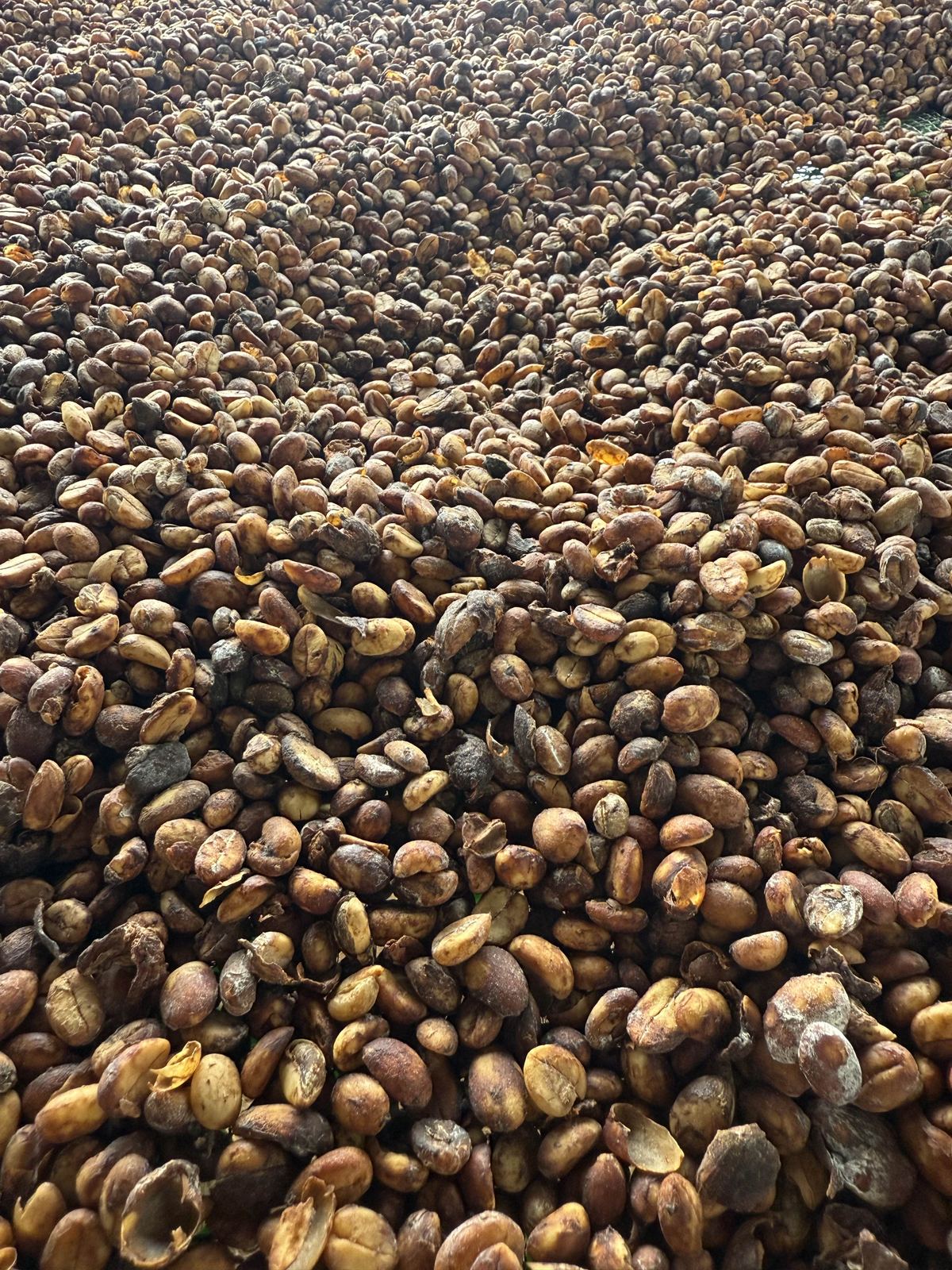 Cherry drying in its skin, natural process
